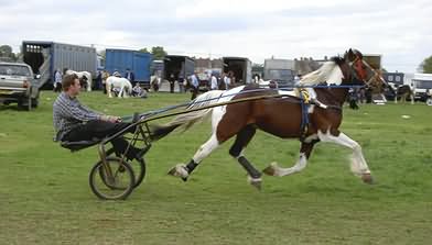 Horse and Racing Cart at full trot